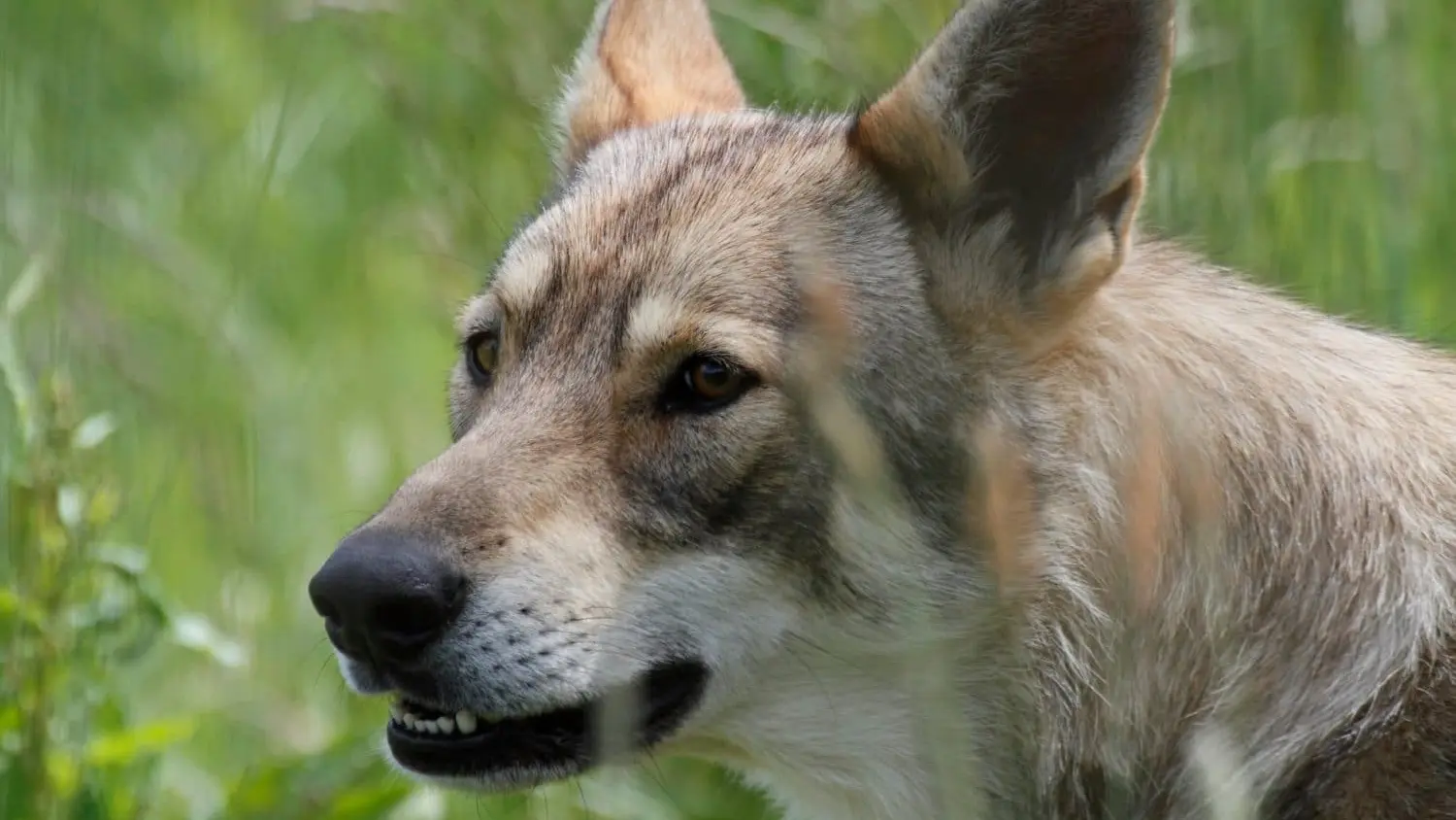 La Pyramide du Loup