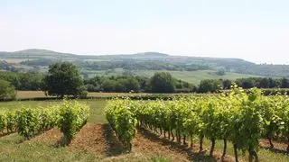 Vignoble