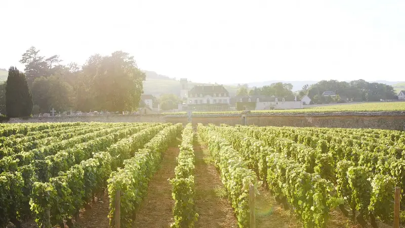 800x600-Chateau-du-Pommard-Landscapes-208-v2