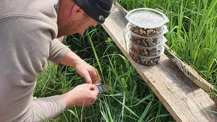 Installation des bébés escargots