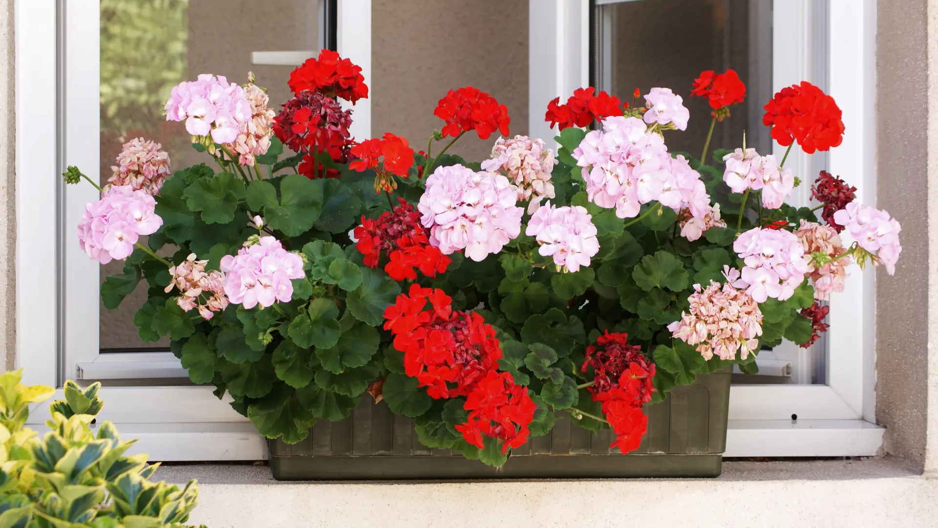 cour hotel wilson fleurs