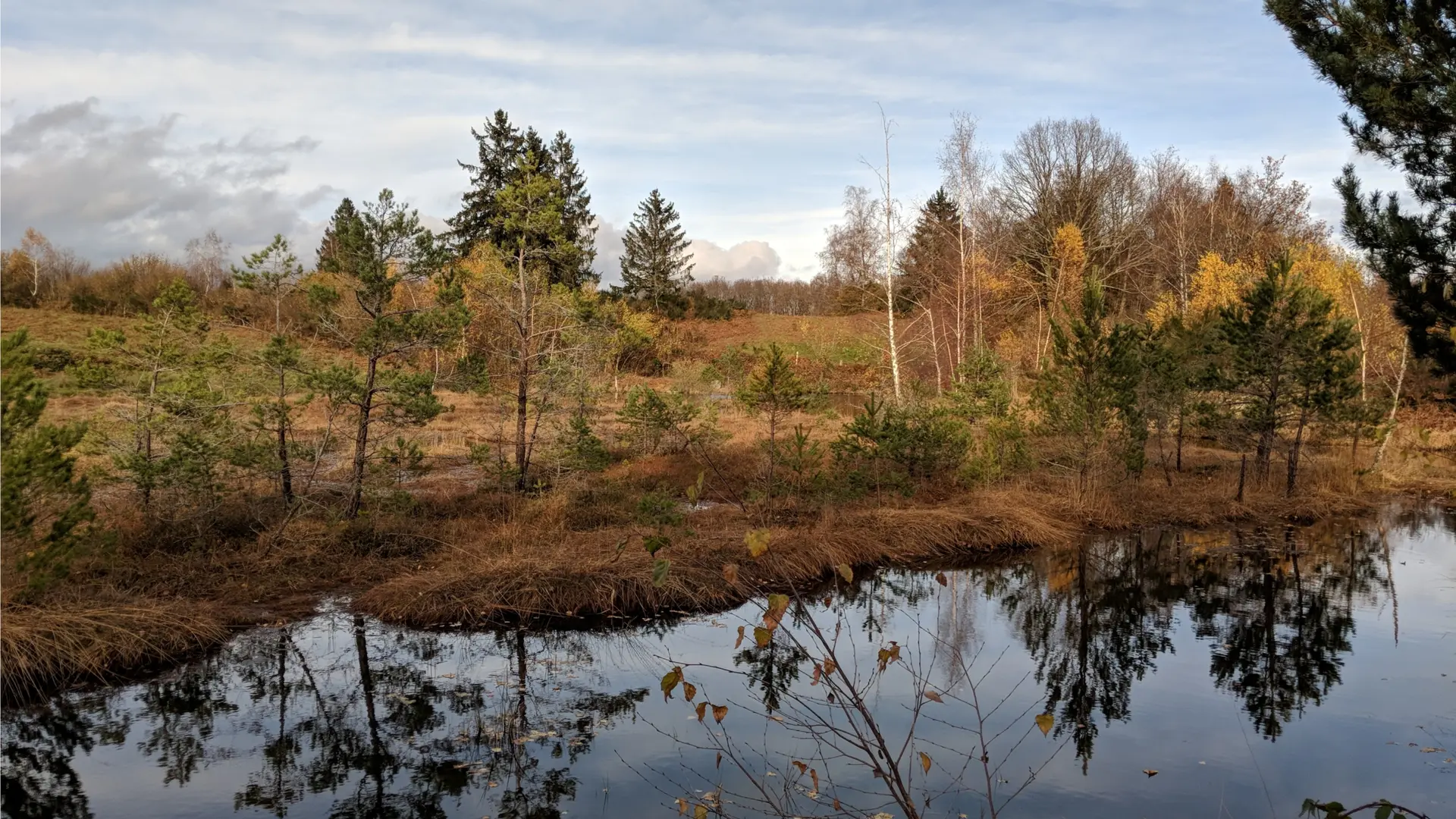 Tourbière de la Goutte du Frene