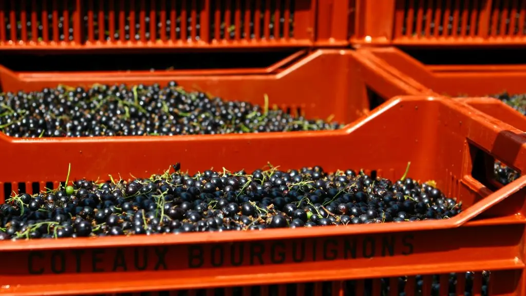 Cassis