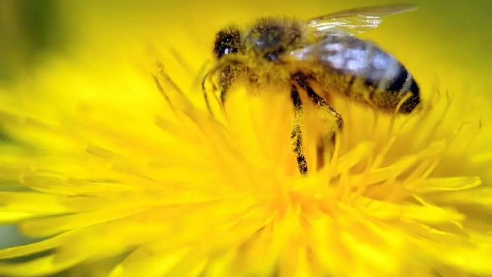 Chatenoy-le-Royal---Les-Abeilles-du-Lolo---2019--3-