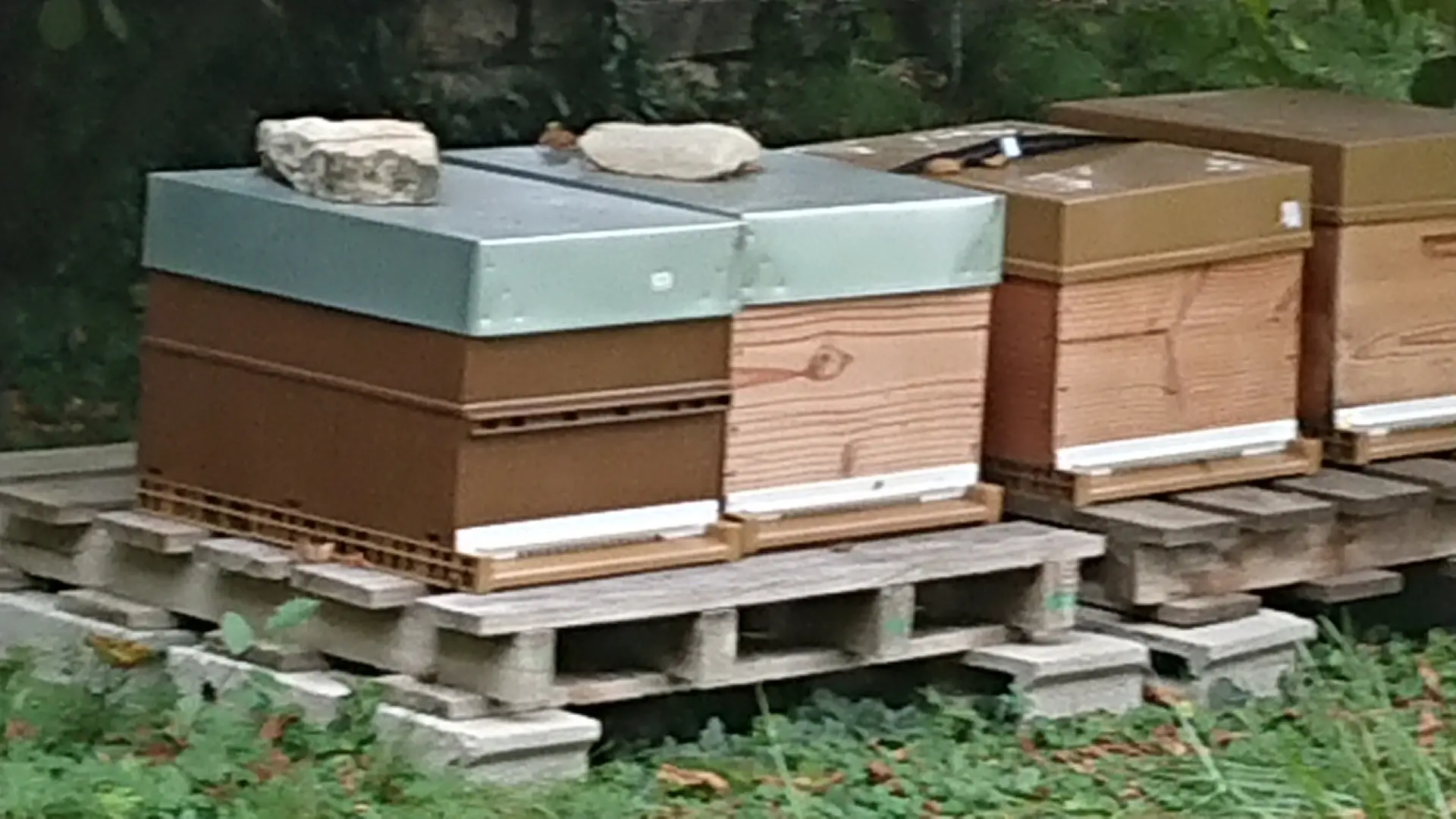 Chatenoy-le-Royal---Les-Abeilles-du-Lolo---2019--5-