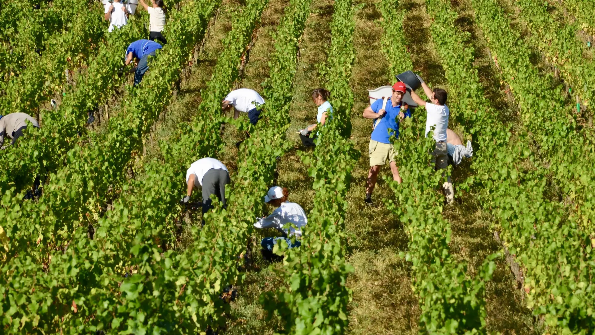 Vendanges