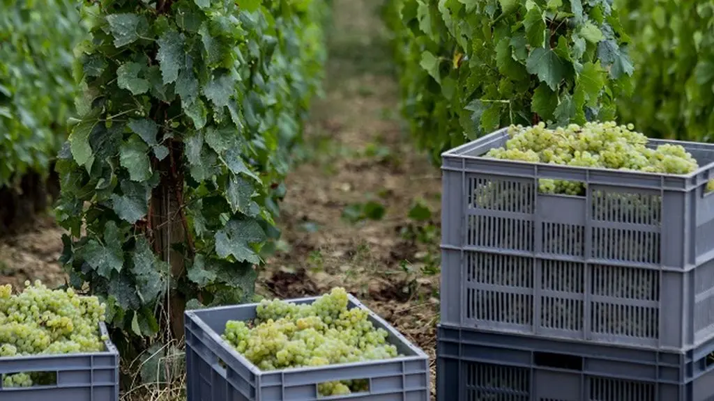 Circuit-privatise - Cote-de-Beaune-et-Cote-de-Nuits