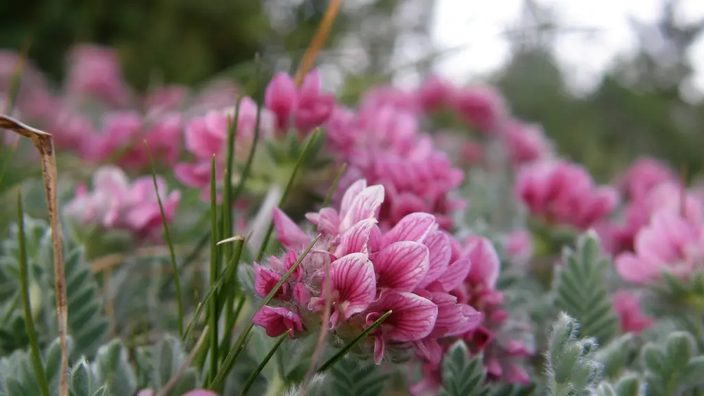 Anthyllis_montana©FL_RNCLJR_mq