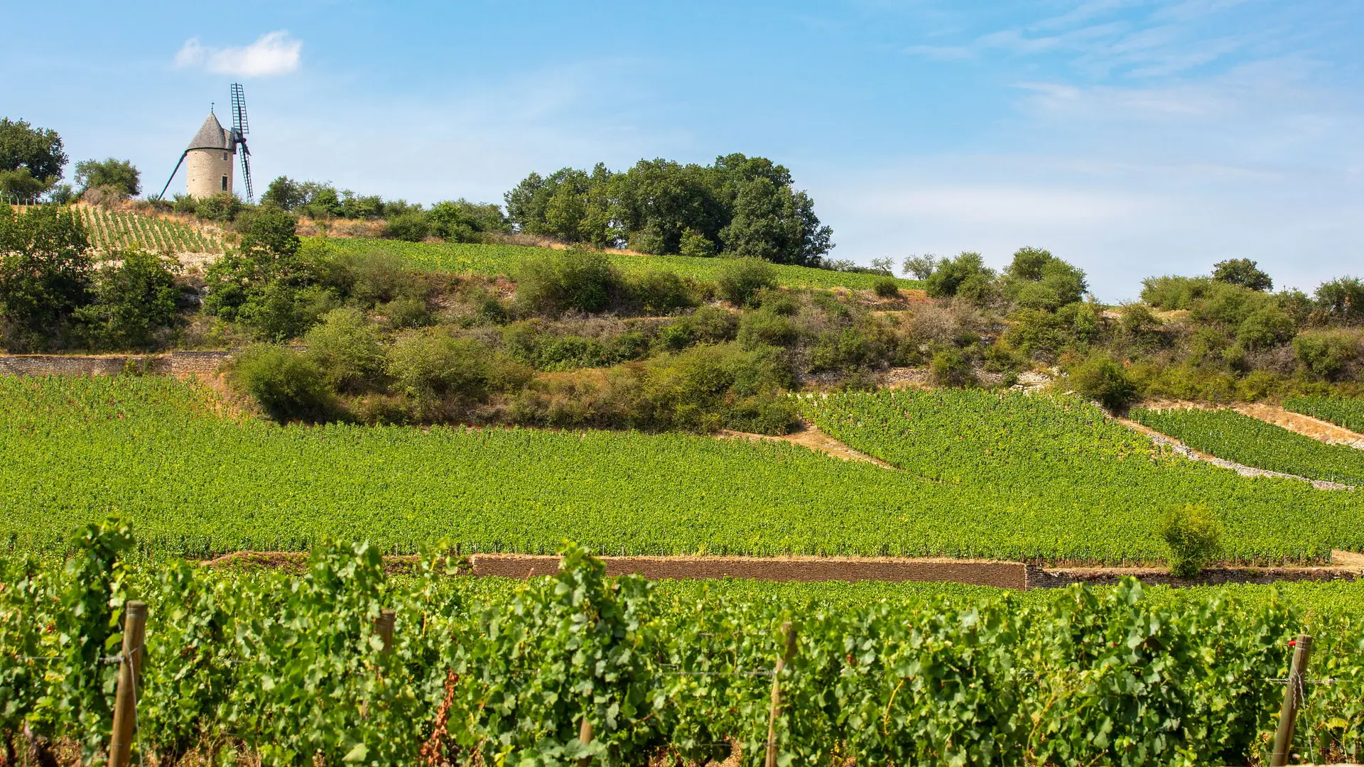 Vignobles de Santrenay