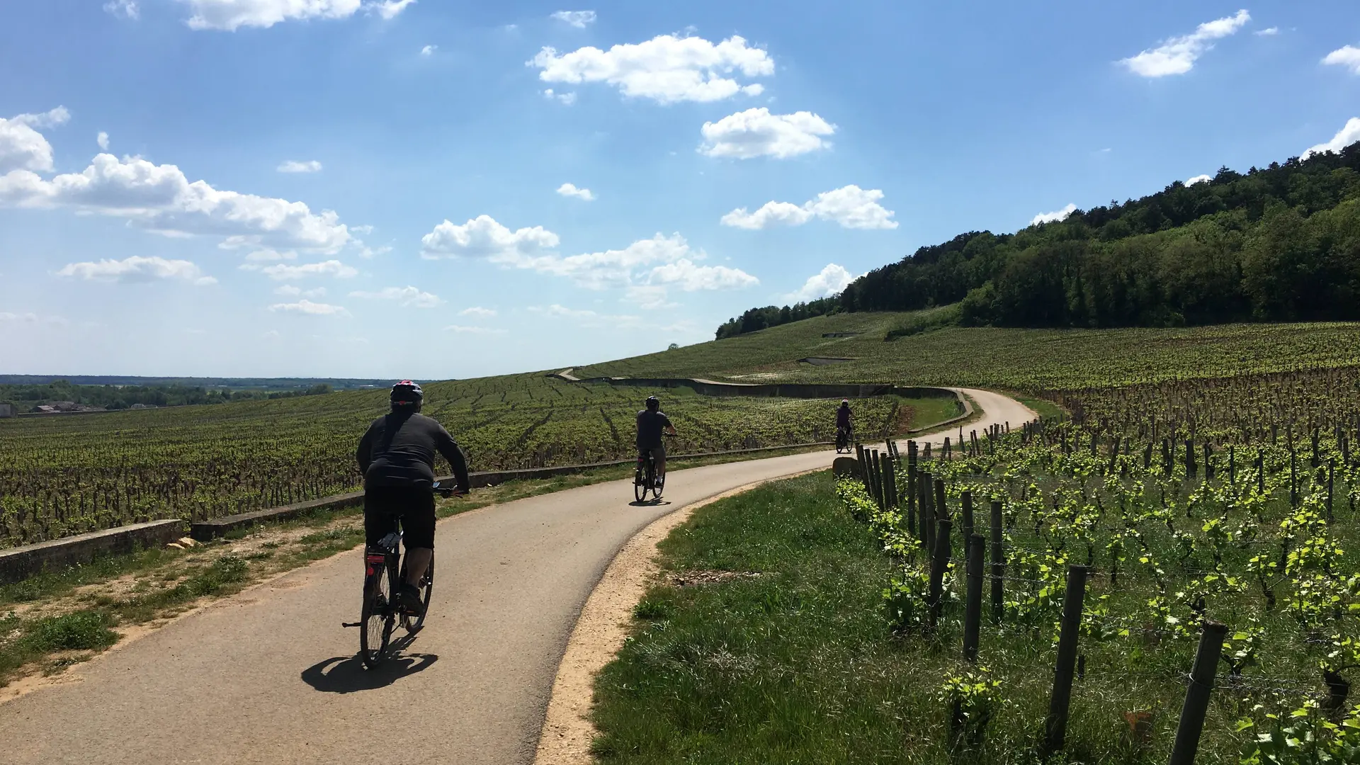 Balade vigne Ladoix serigny velovitamine (1)