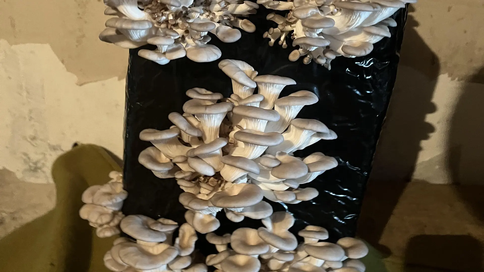 Ballot de culture pleurotes