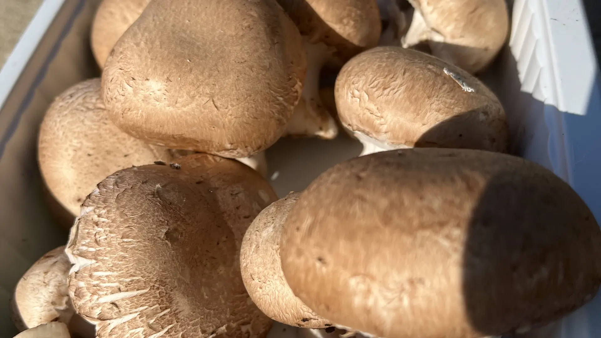 Barquette 500g Paris