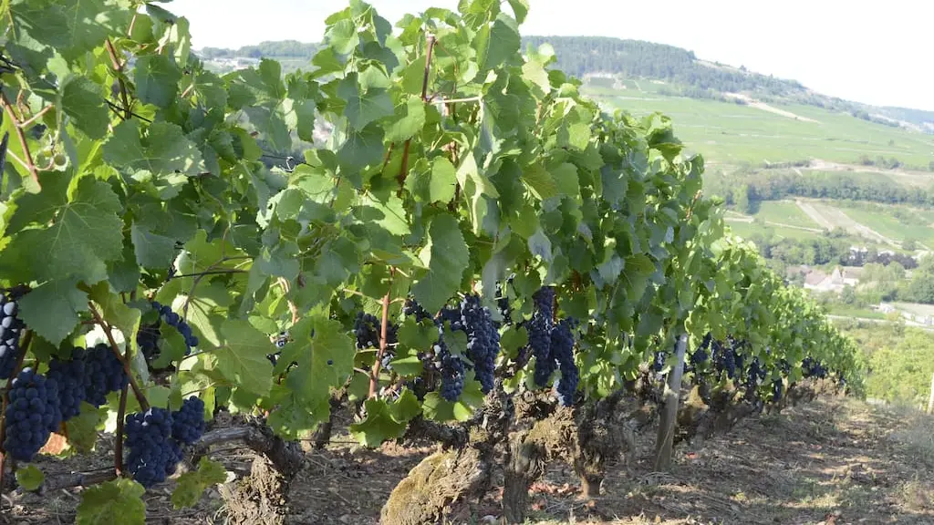 Gite-Bourgogne-au-coeur-des-vignes