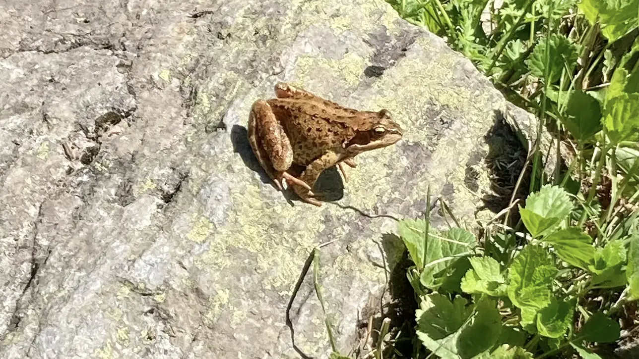 Grenouille rousse