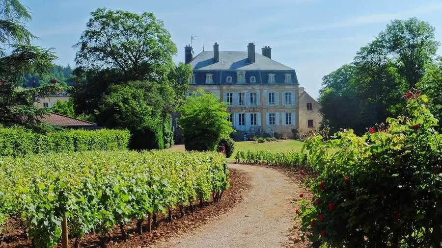 Vignes et parc du Domaine de Suremain