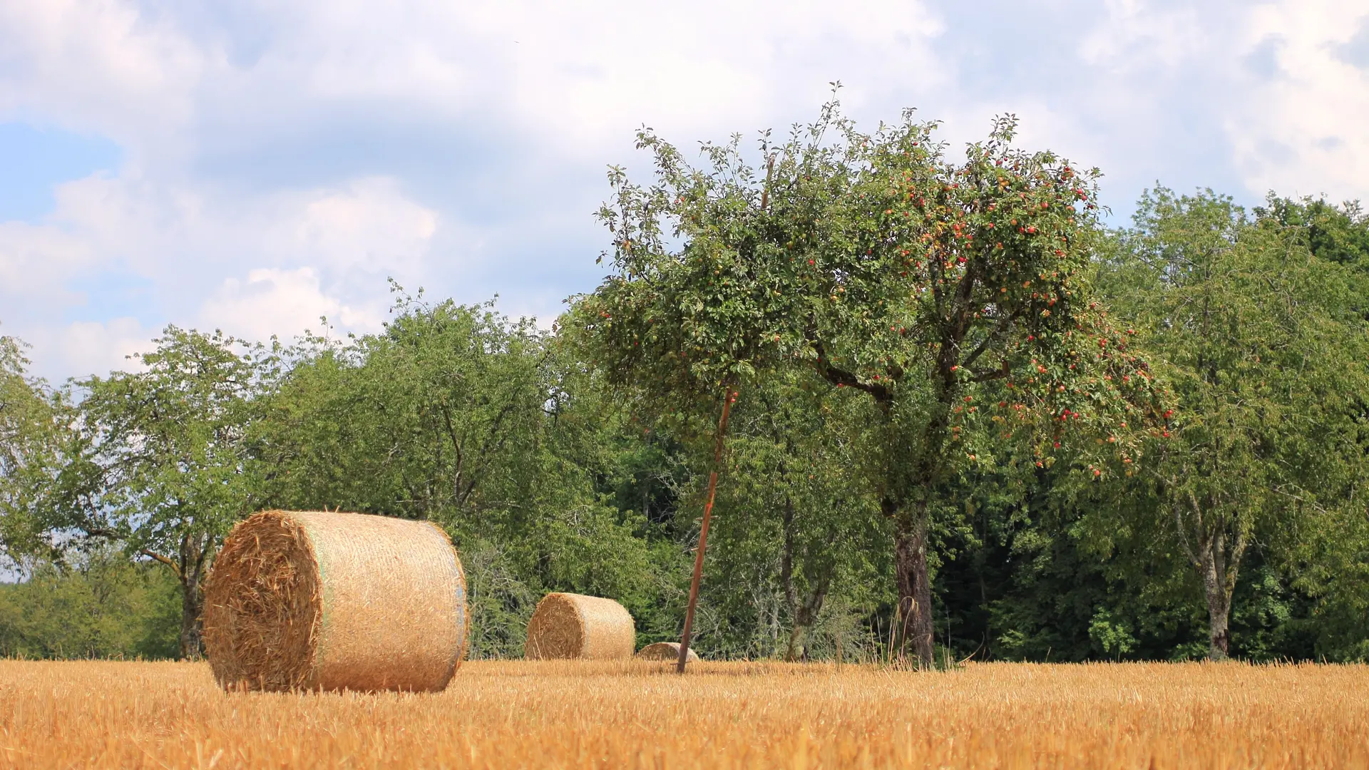 circuit de l'écomusée - pré