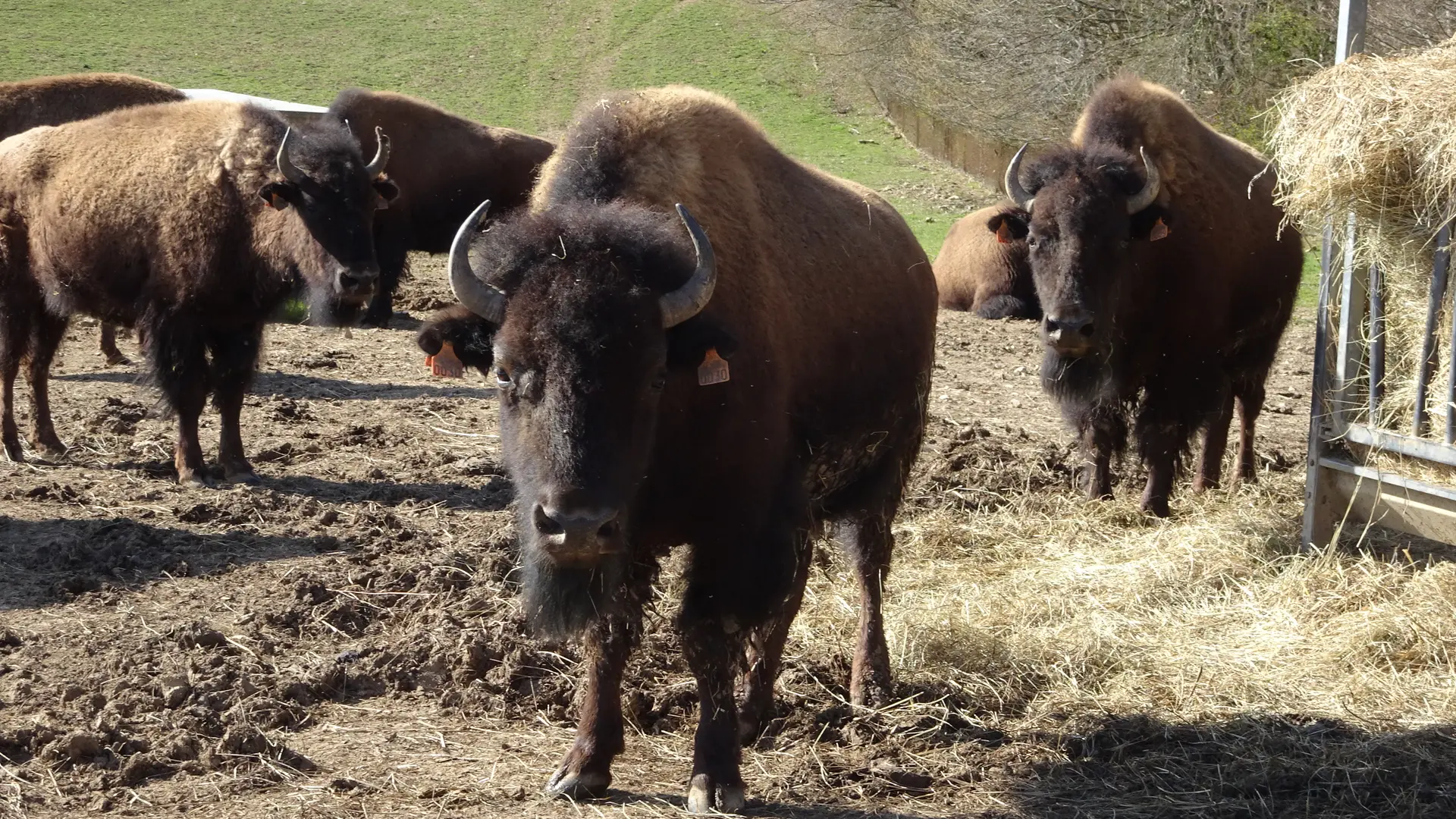Planet'Bison - La ferme de la marquise