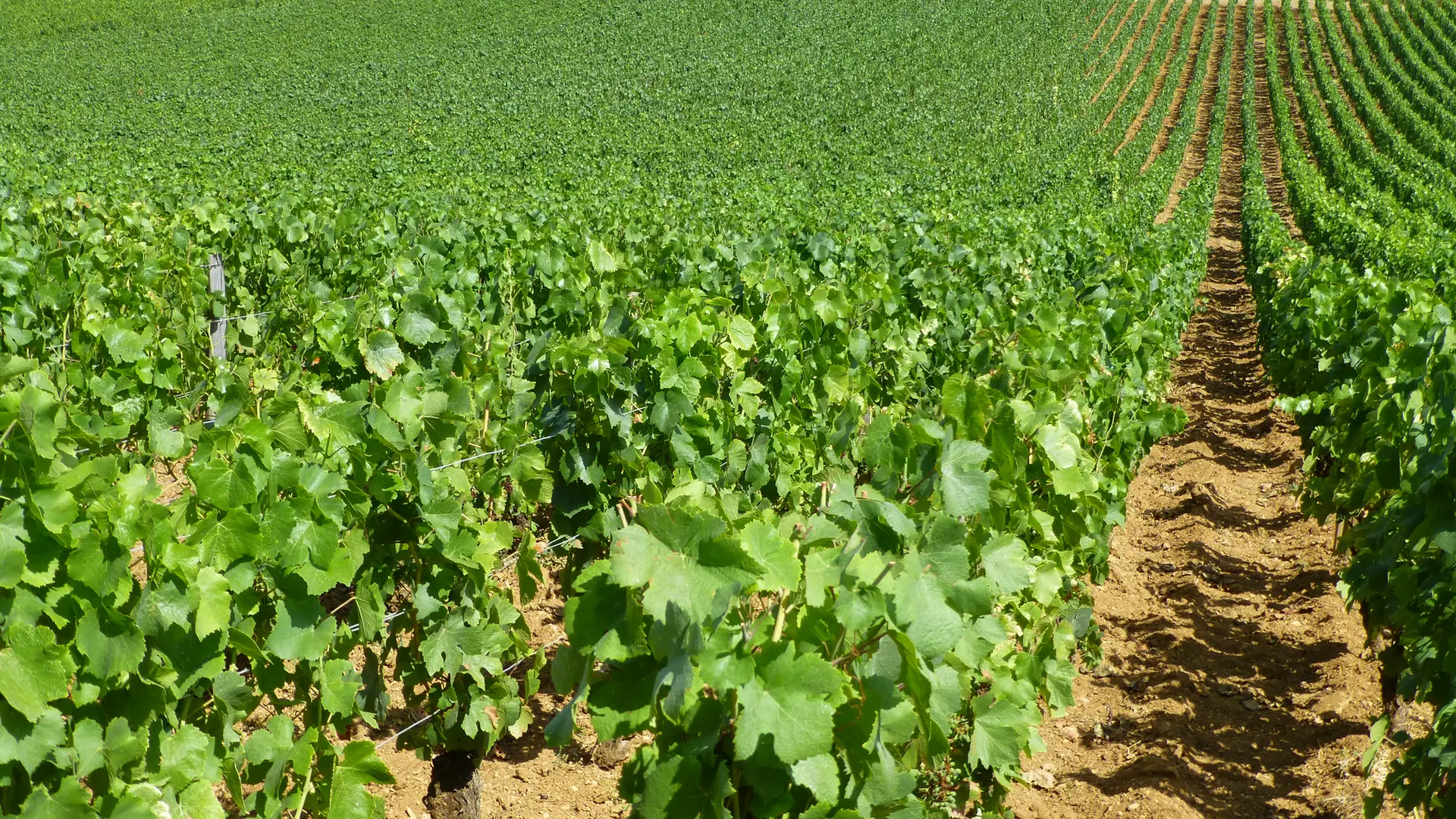Domaine Chaussin 1