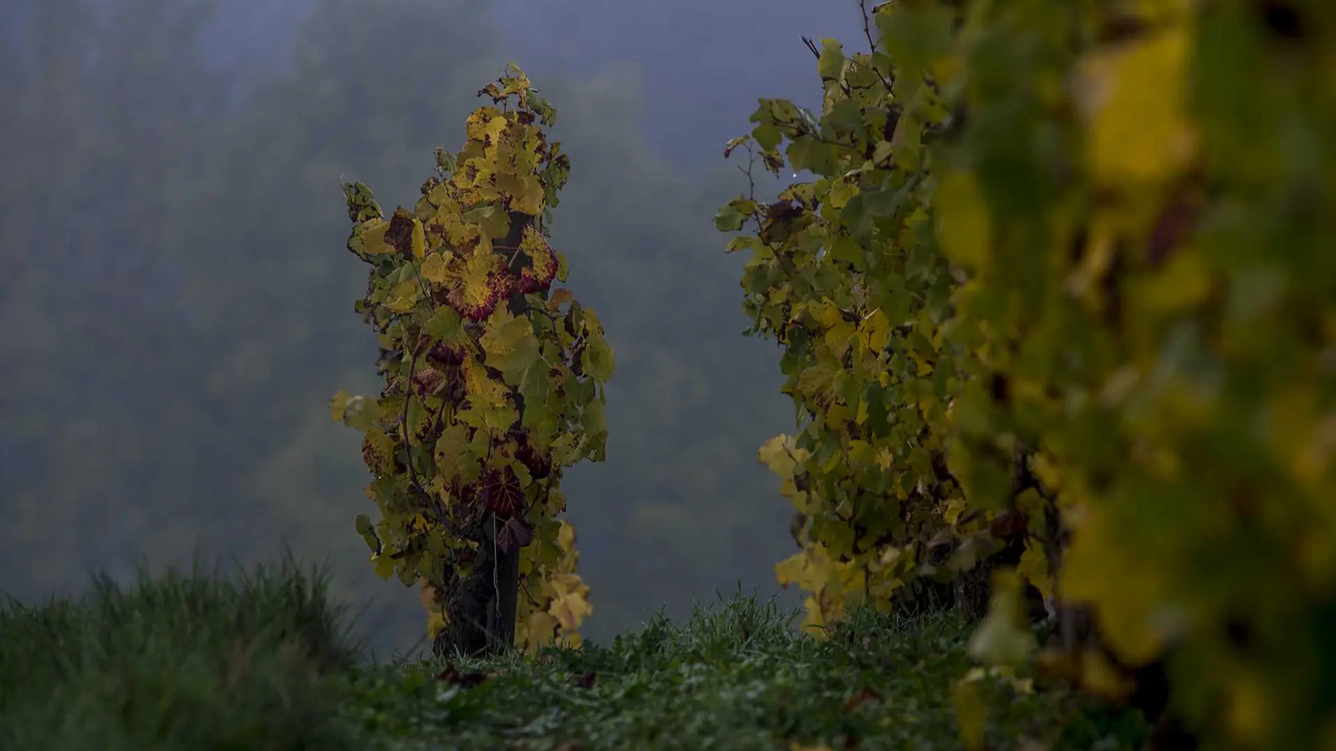 Domaine Chevrot et Fils