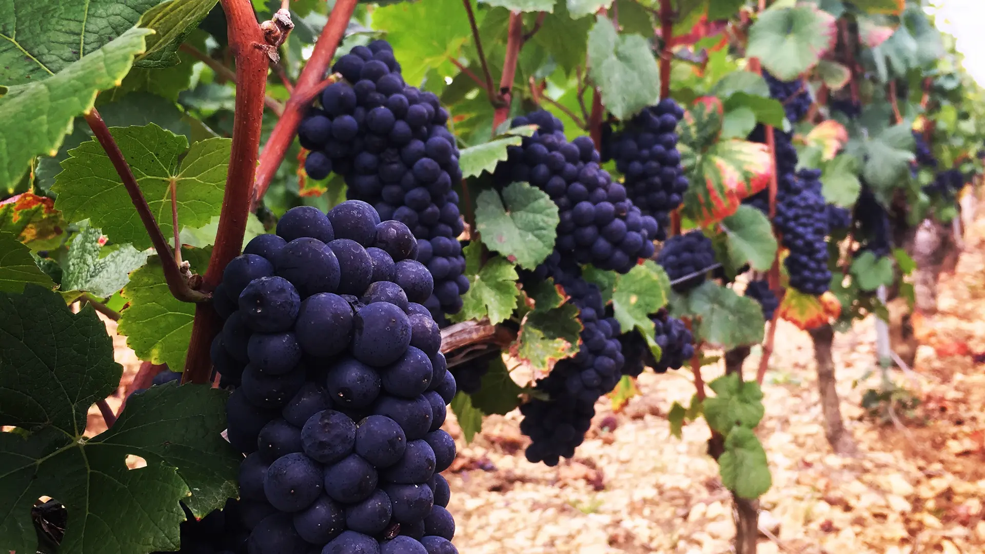 Domaine-Danjean-Berthoux-Givry-(6)