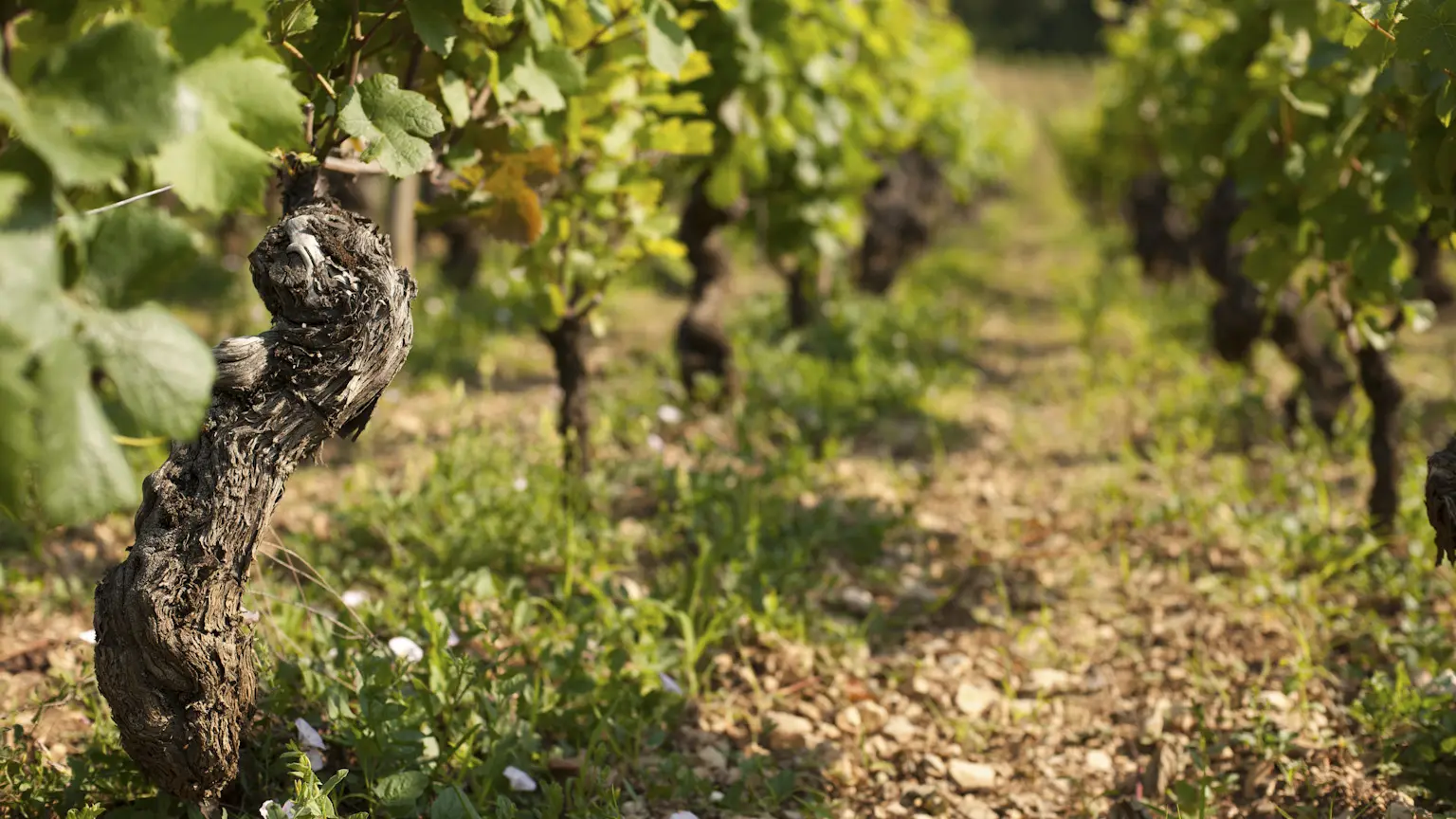Nos vignes