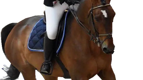 Dracy le Fort - Manège de la Tuilerie - 2017 - Photo pour guide