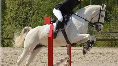 Dracy le Fort - Manège de la Tuilerie - 2017 (9)