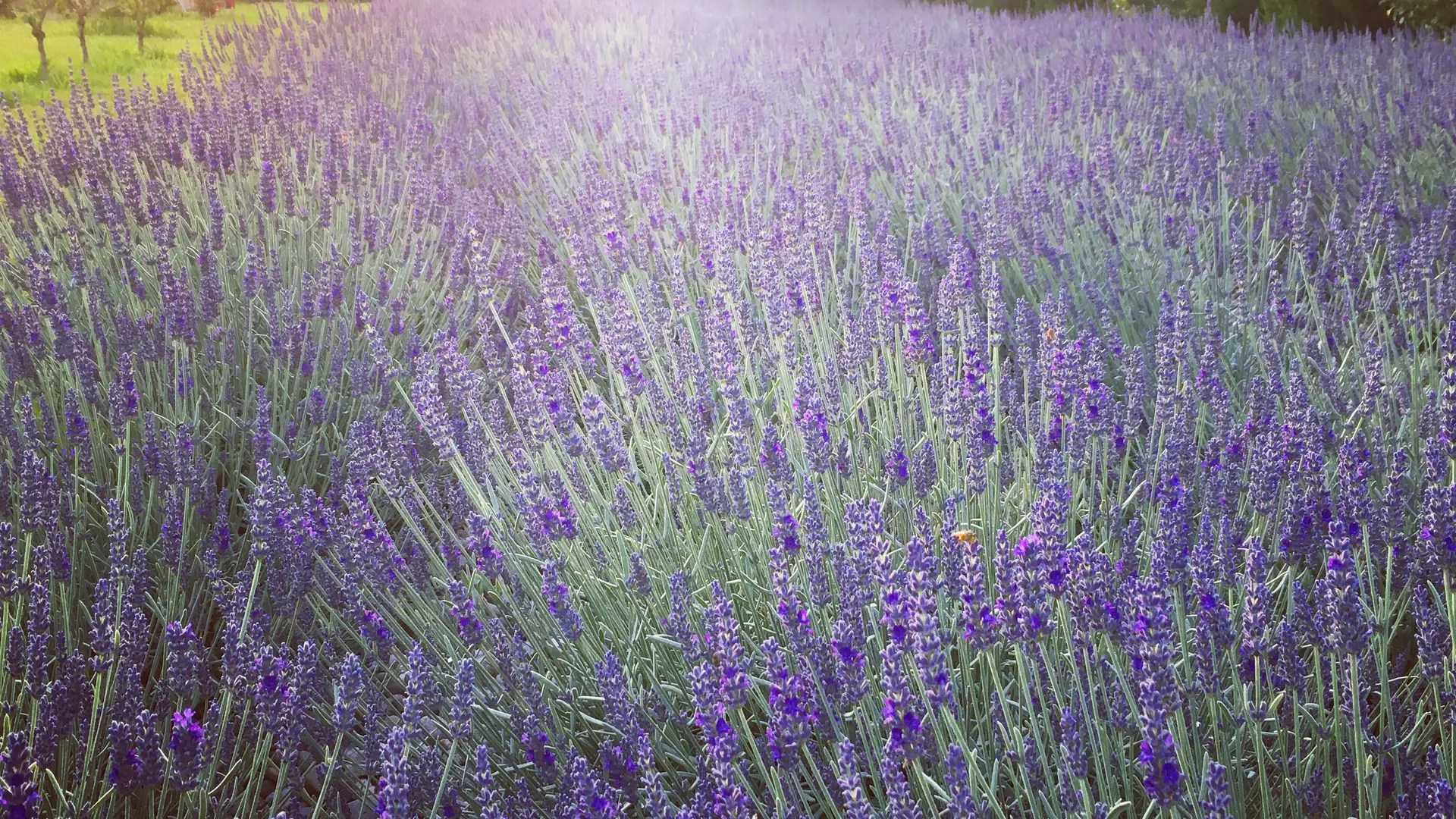 Vue depuis le jardin