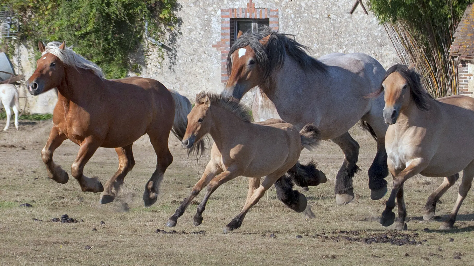 LA FERME DU CHÂTEAU-CHEVAUX