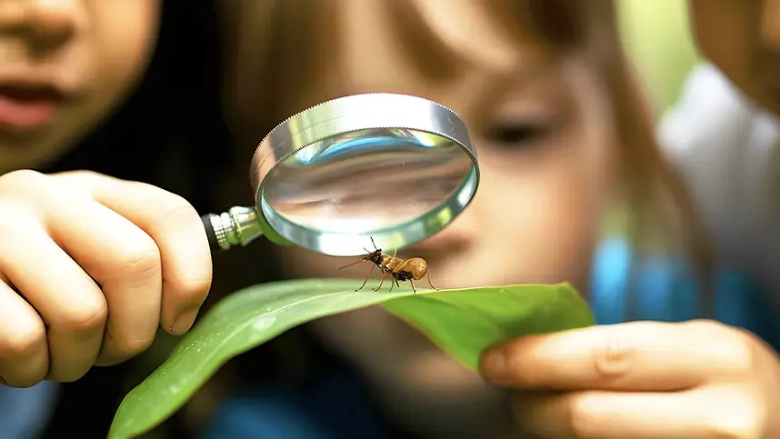 Enfants étudiant un insecte