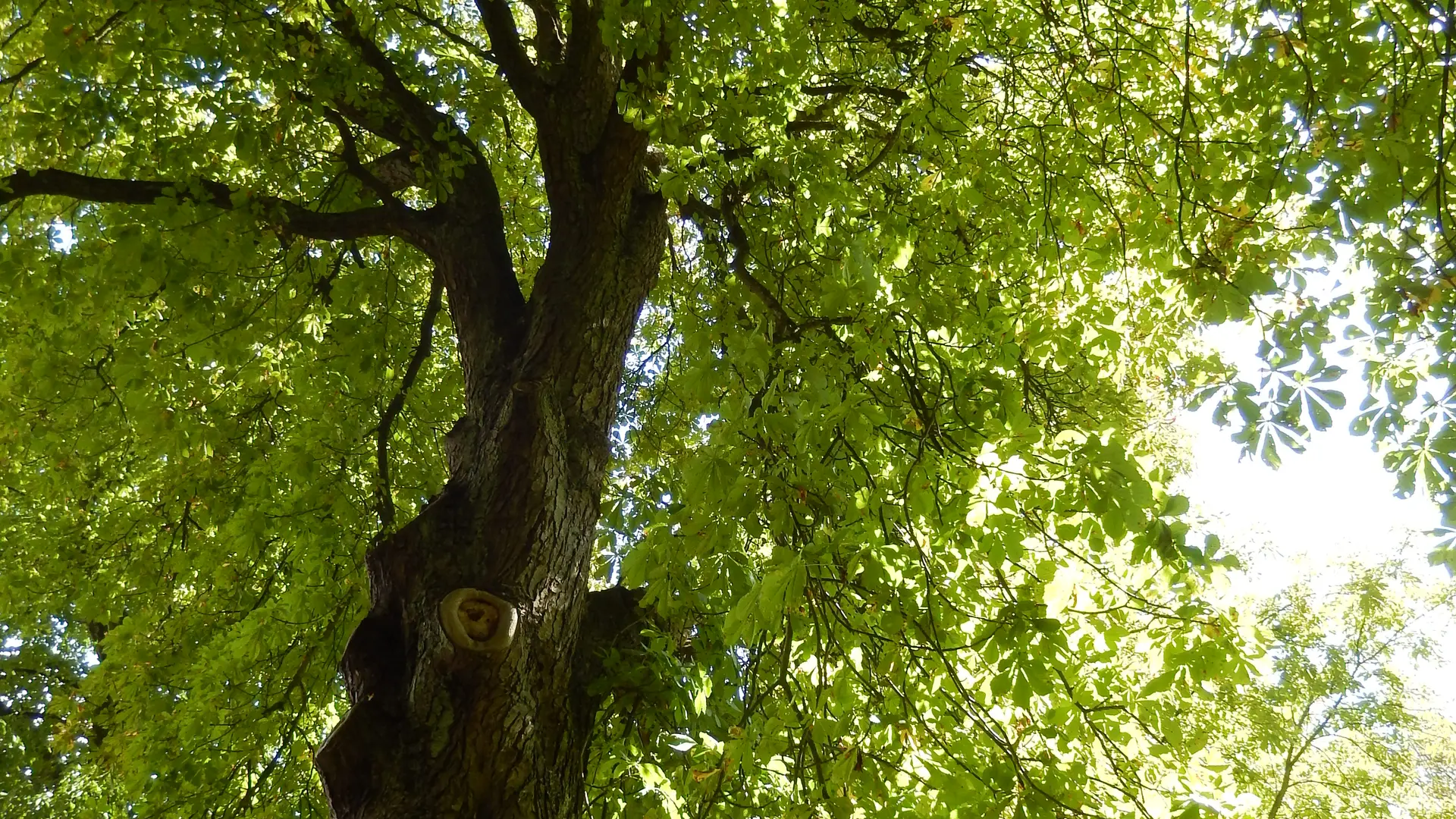 Fragnes La Loyere - Parc des Lauriers - 2016 (10)