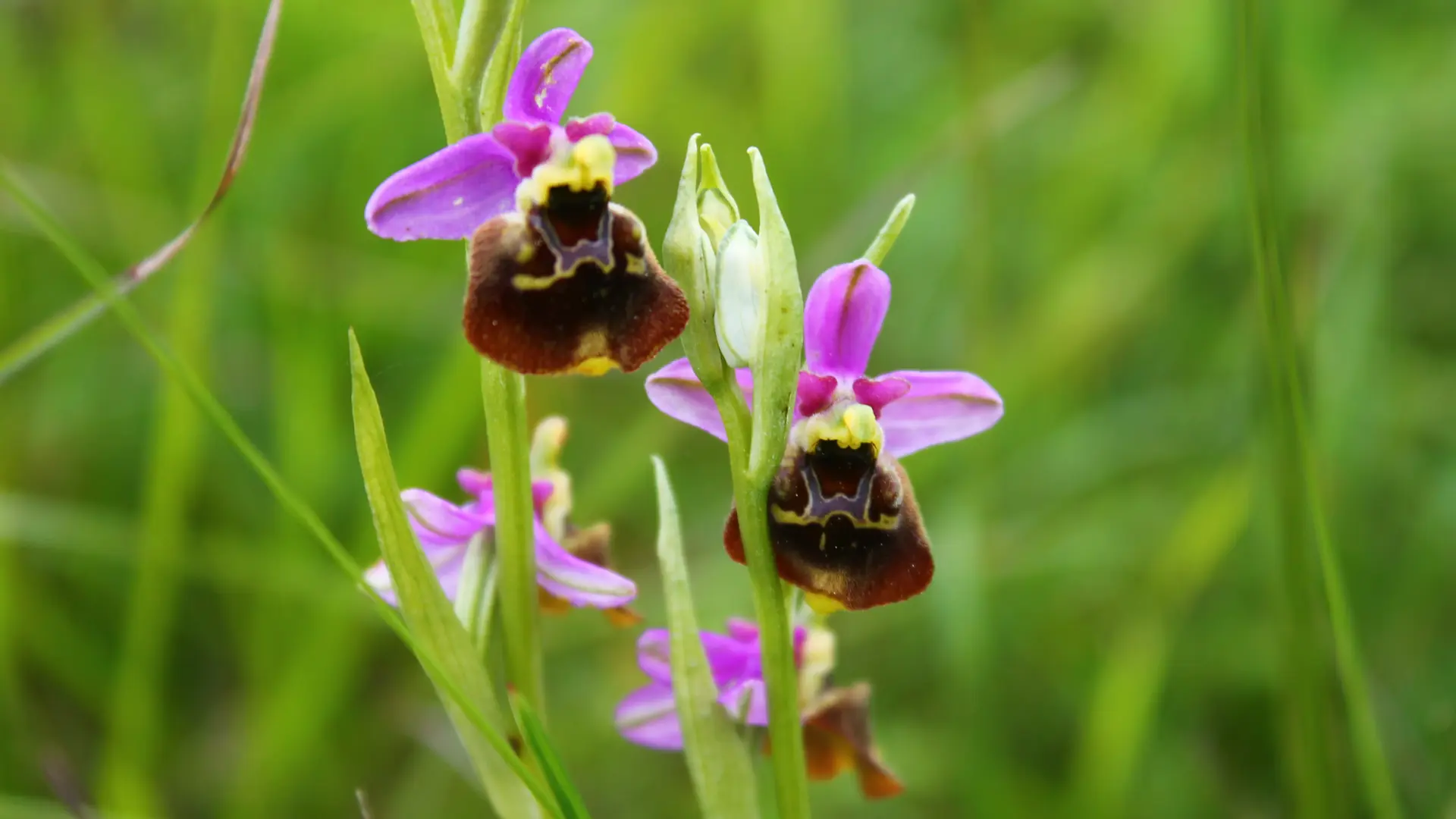 Fresse 03 juin 13 ophrys bourdon (9)