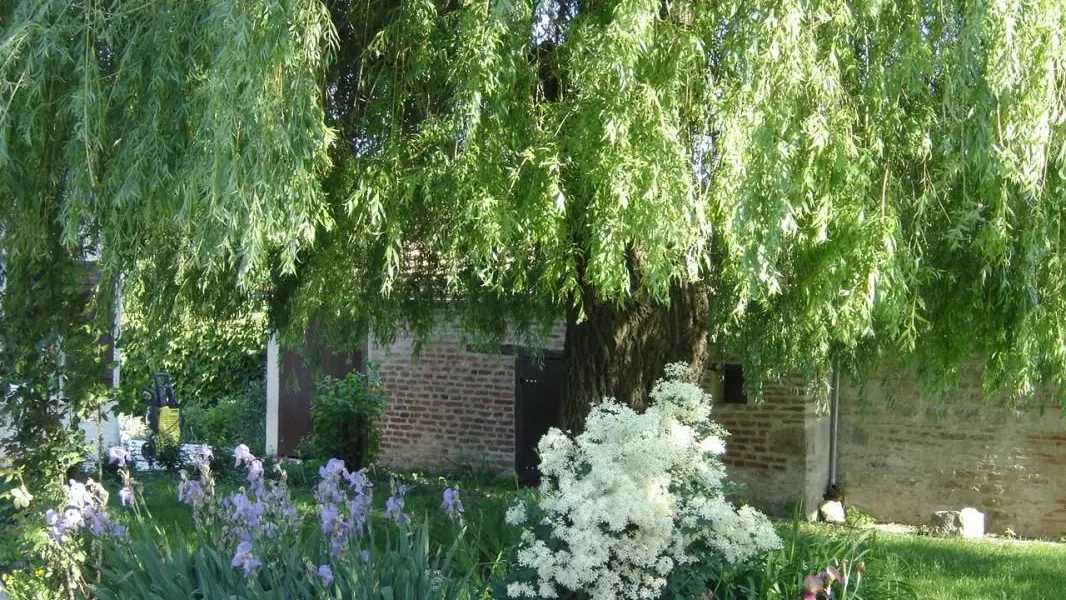 Sous le grand saule_2