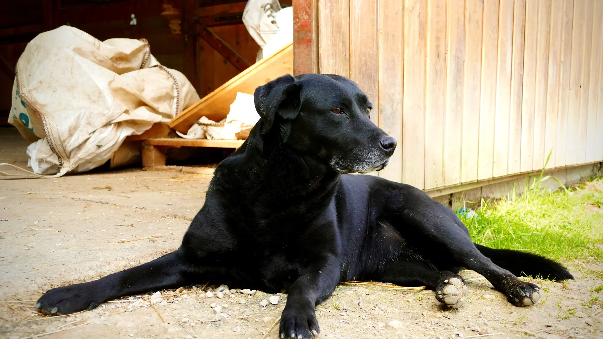 Haras du Val des Charmes_chien