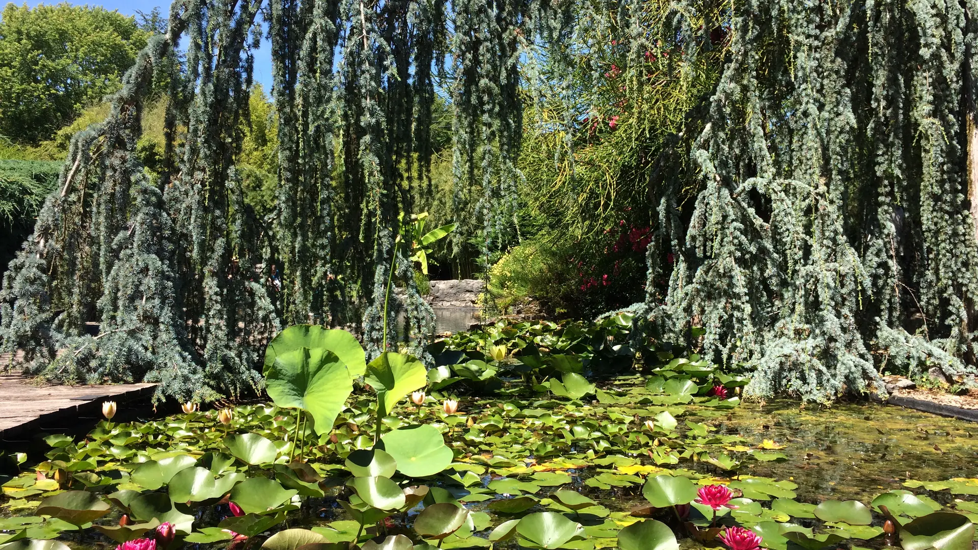 Bassin à lotus