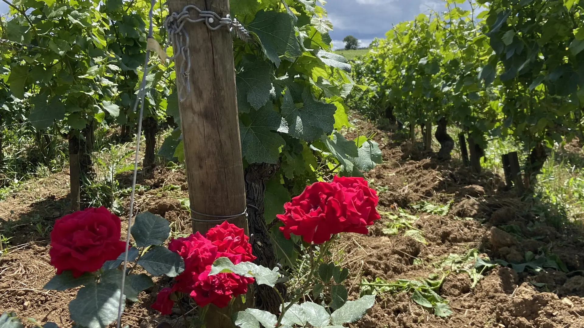 Rose dans le Clos