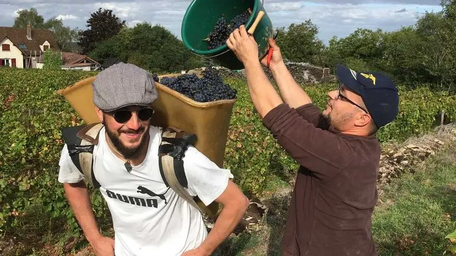 Vendanges au Domaine Virot