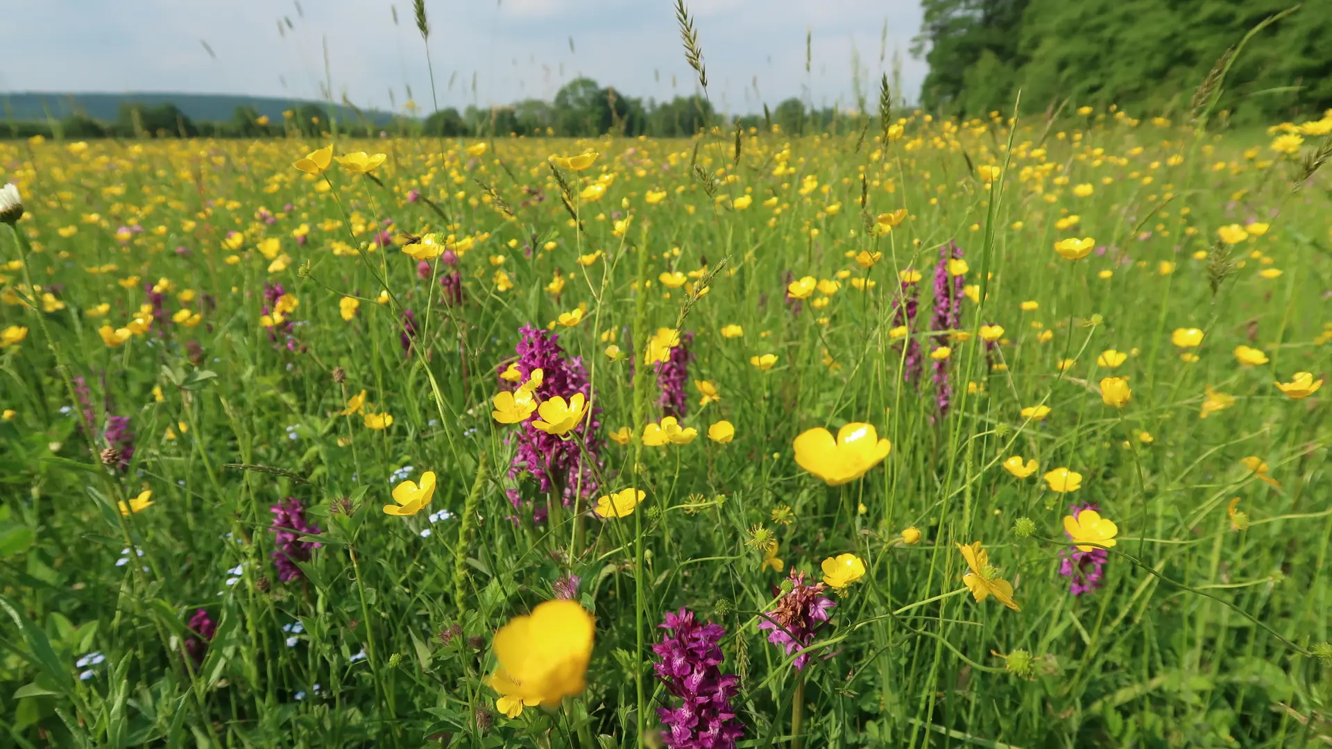 Fleurs Montgane de La Roche