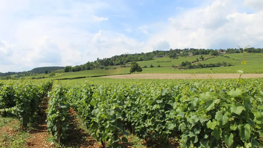 Beaune - vue sur le vignoble