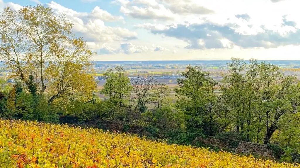 LES VIGNES DE VOSNE ROMANEE
