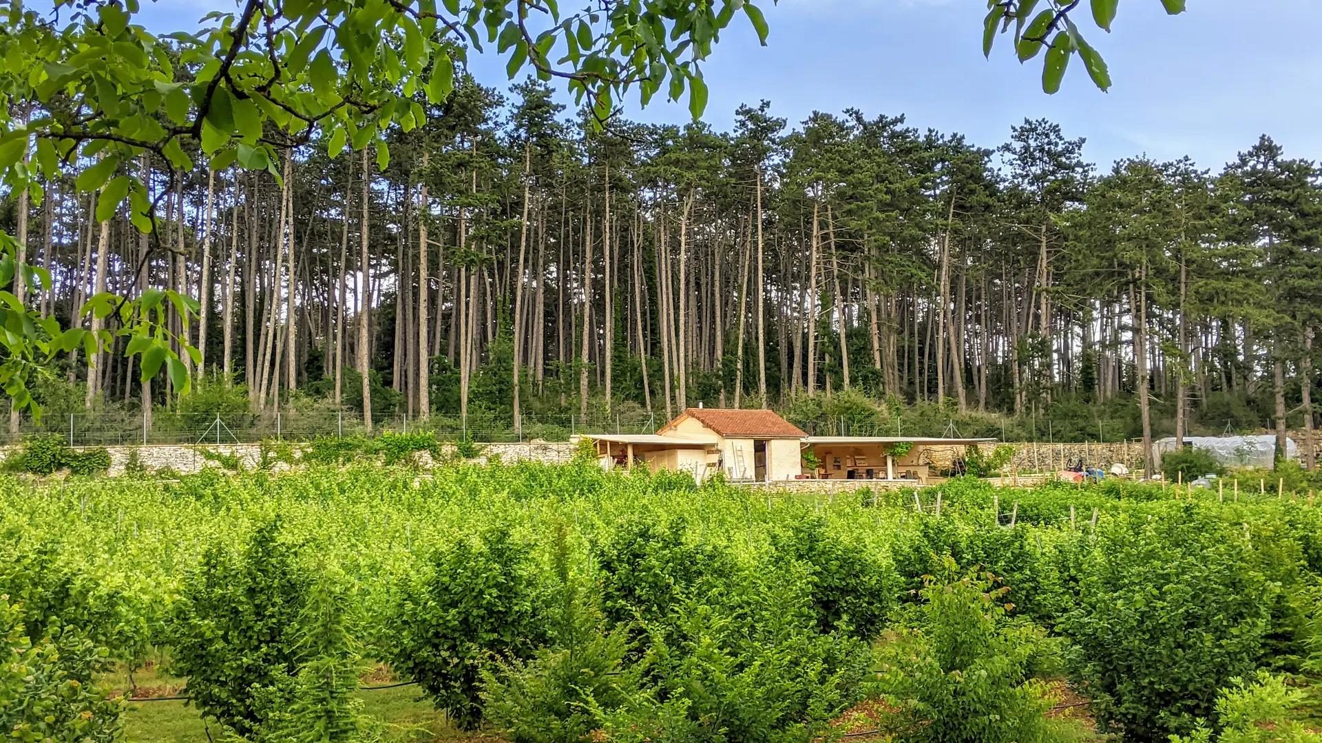 Le Clos de la Châtelaine : truffière et vigne