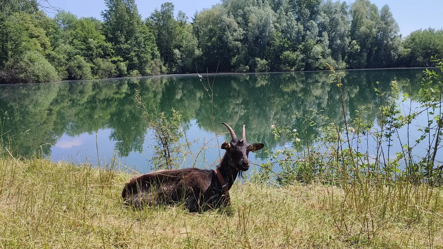 Les chèvres de la Saline