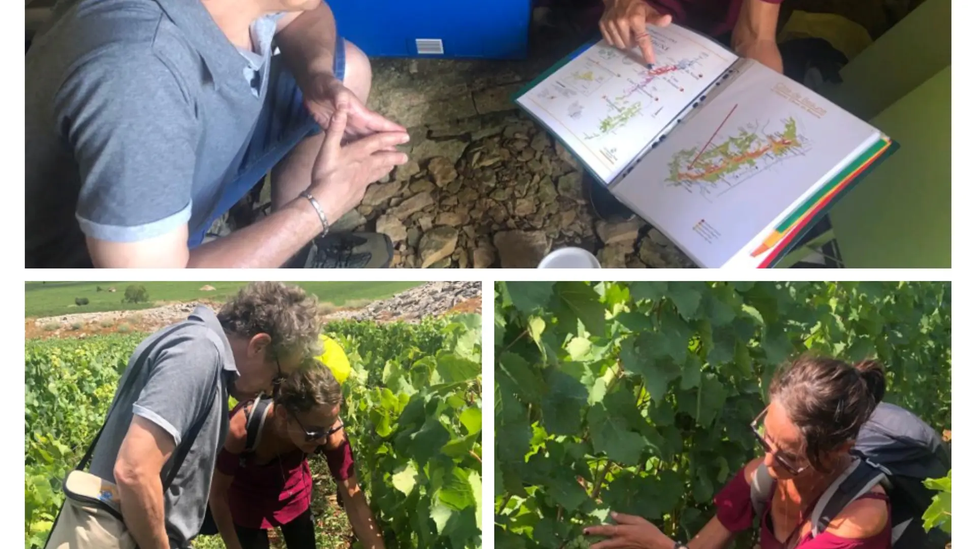 Découverte du vignoble et de ses trésors cachés