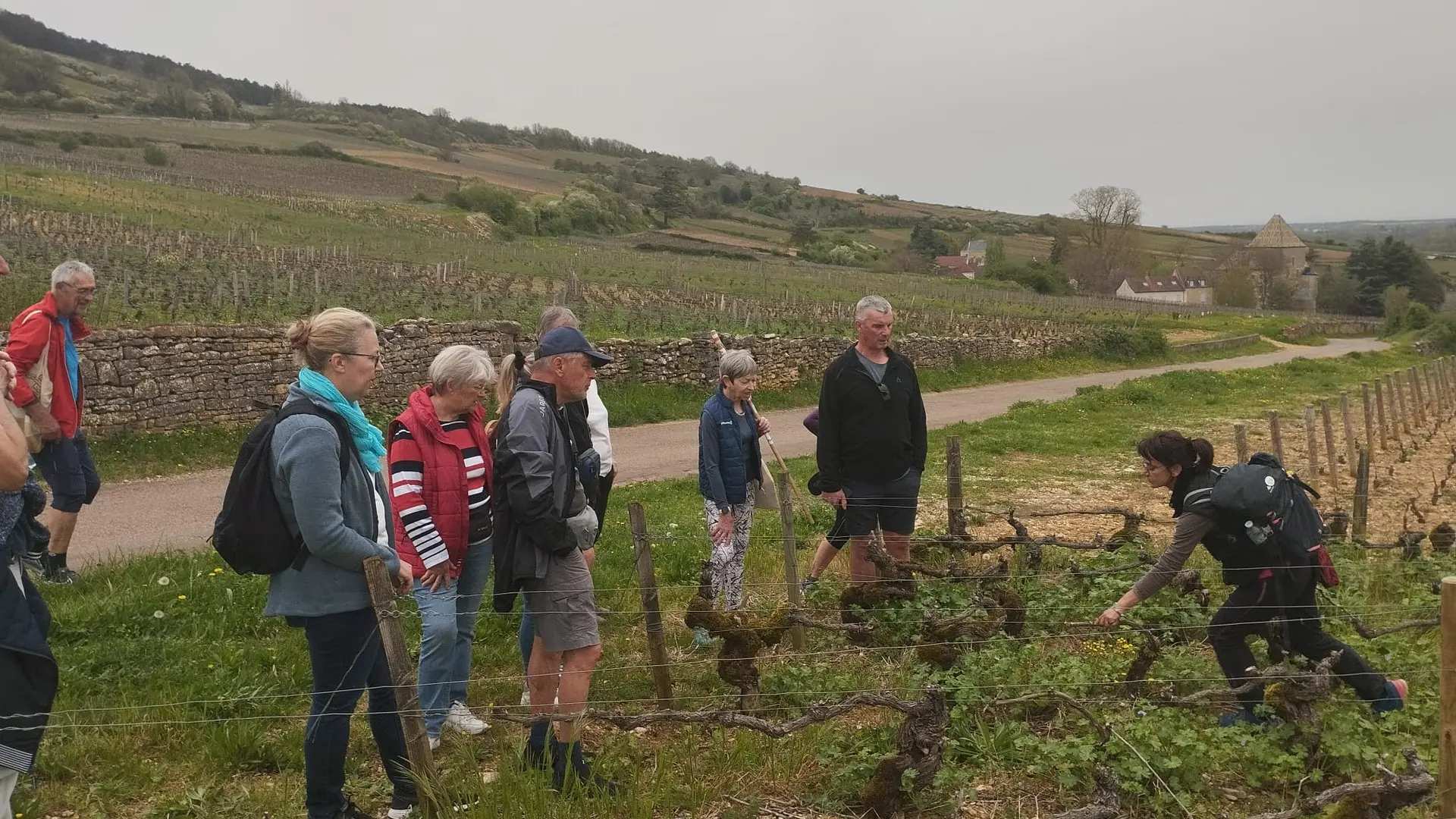 immersion dans le vignoble