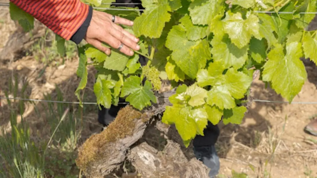 au pied des vignes