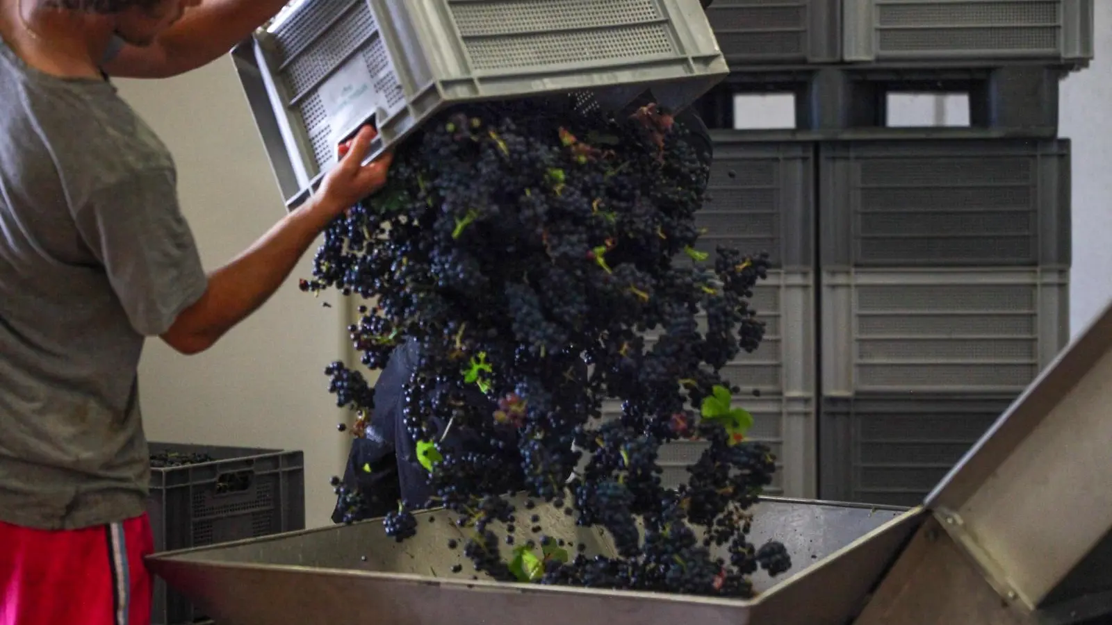 Rully - Vitteaut Alberti - Domaine - Vendanges