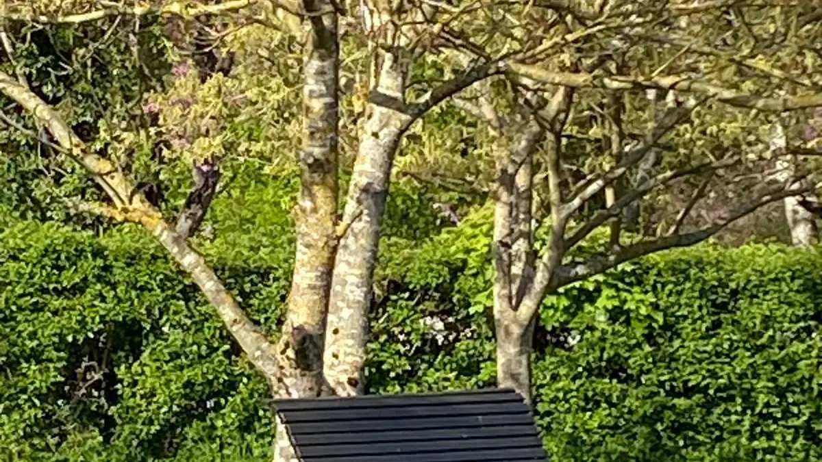 Jardin commun