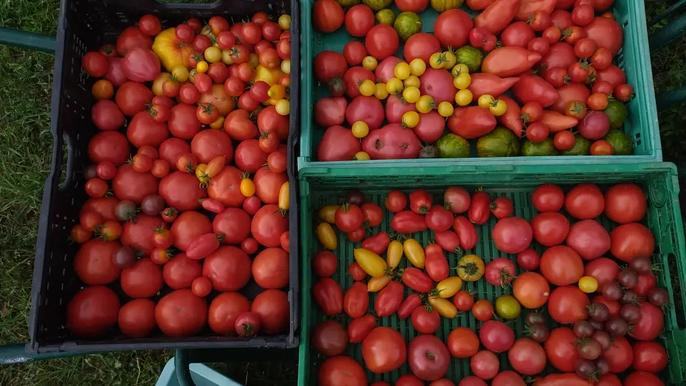 Tomates
