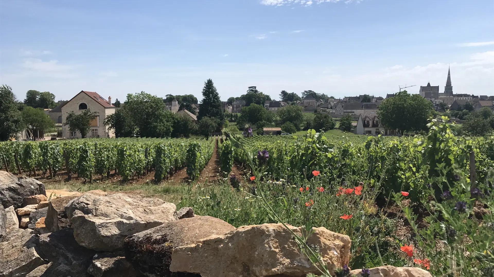 Climat Les Petits Charrons dans le vignoble de Meursault