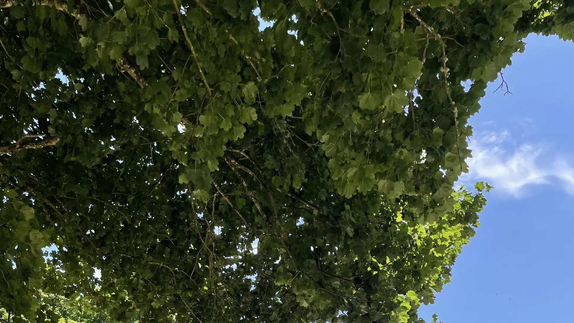 Château de Gevigney